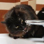 вода для кошек