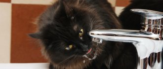 water for cats