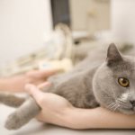 Inflammation of the paraanal glands in a cat - symptoms and treatment