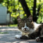 Возбудитель ринотрахеита у кошек