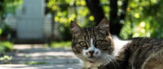 The causative agent of rhinotracheitis in cats