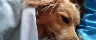 Возможные осложнения от отодектоза у собак