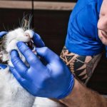 A doctor examines a cat&#39;s baby teeth