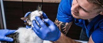 A doctor examines a cat&#39;s baby teeth