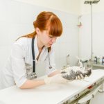 Doctor examining a kitten