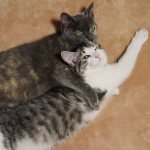 Mating cats and cats