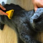 Brushing is a mandatory grooming procedure for a cat that sheds.