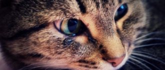 Выделения из глаз у кошки
