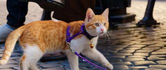 Walking a cat on a harness