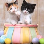 Eggs can be given to kittens.