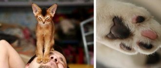 Зачем кошки мнут лапами человека или одеяло