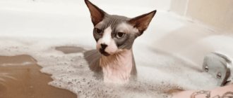Why wash your Sphynx?