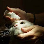 закапывание глаз кошке