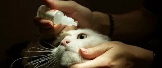 закапывание глаз кошке