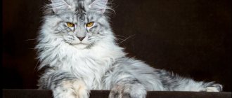 Healthy Maine Coon