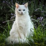 Знали ли вы, что белые кошки страдают глухотой