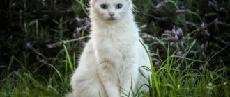 Did you know that white cats suffer from deafness?