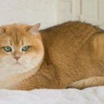 Golden chinchilla cat