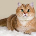 Golden chinchilla cat - features of the rare coat color of the British, Scottish, Persian breeds