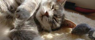 Звук булькающего в животе кошки: кошачий пищеварение